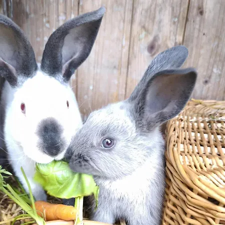 Schleicherhof V Appartement *