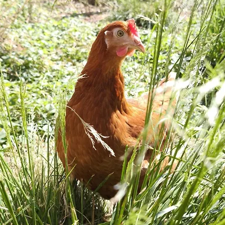 Schleicherhof V Strass im Zillertal