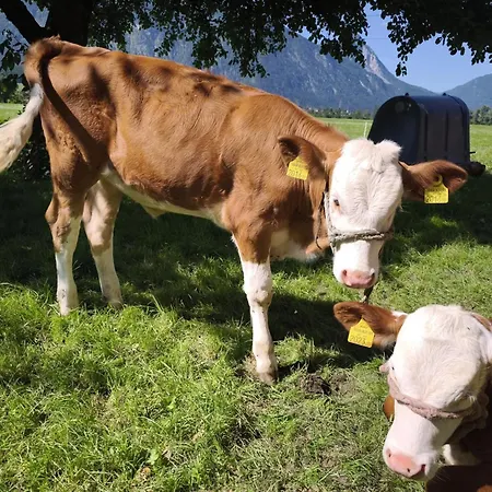 Schleicherhof V شقة *